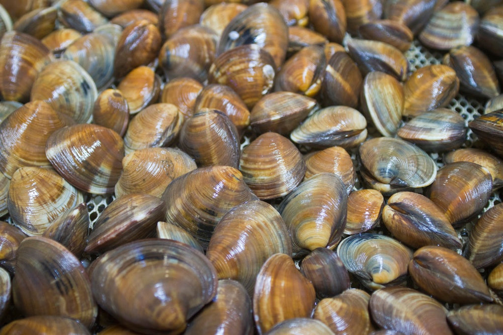 
            
                Load image into Gallery viewer, Cedar Key, Florida Little Neck Clams - 100 Count
            
        